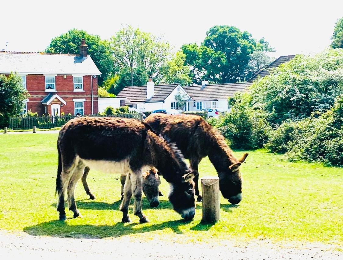 Little Woodside A Beautiful New Forest Self Contained Private Luxury Annexe ニュー・ミルトン エクステリア 写真