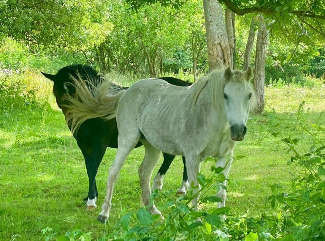 Little Woodside A Beautiful New Forest Self Contained Private Luxury Annexe ニュー・ミルトン エクステリア 写真
