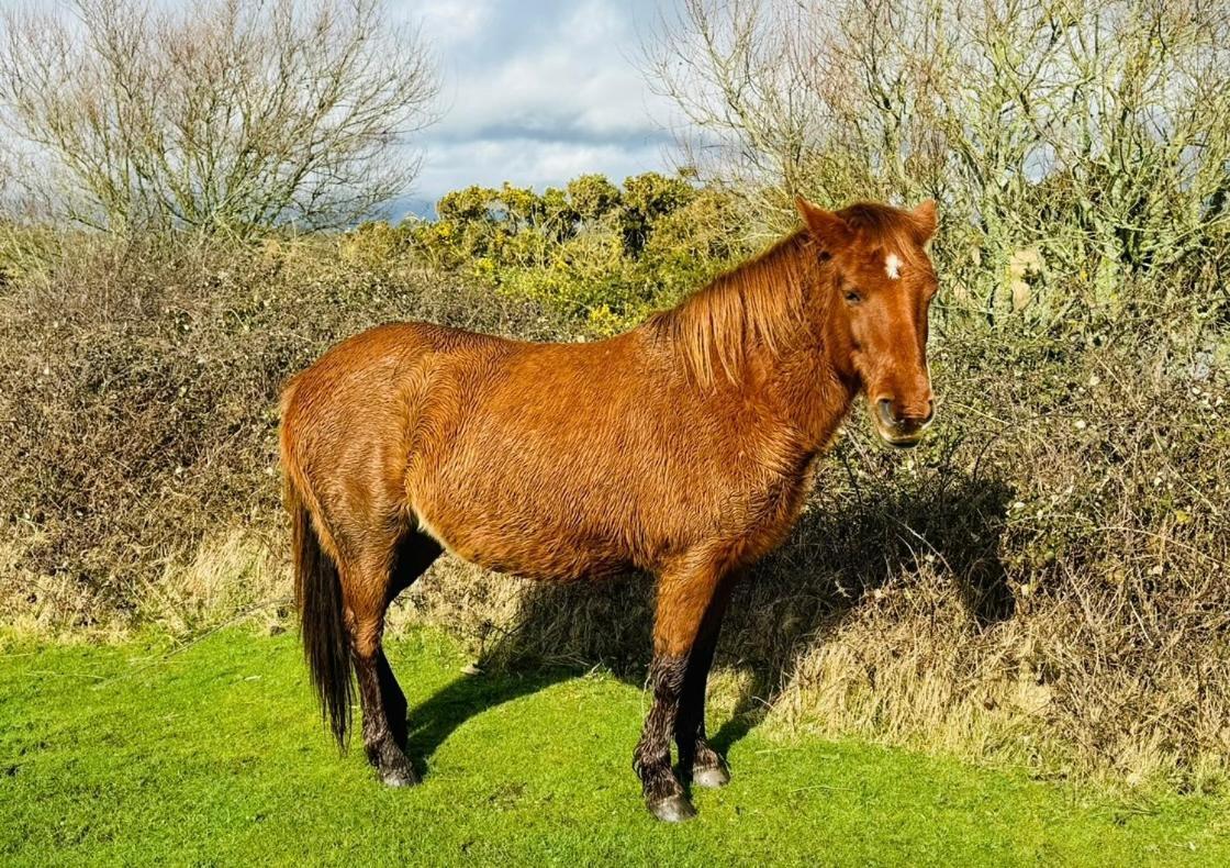Little Woodside A Beautiful New Forest Self Contained Private Luxury Annexe ニュー・ミルトン エクステリア 写真