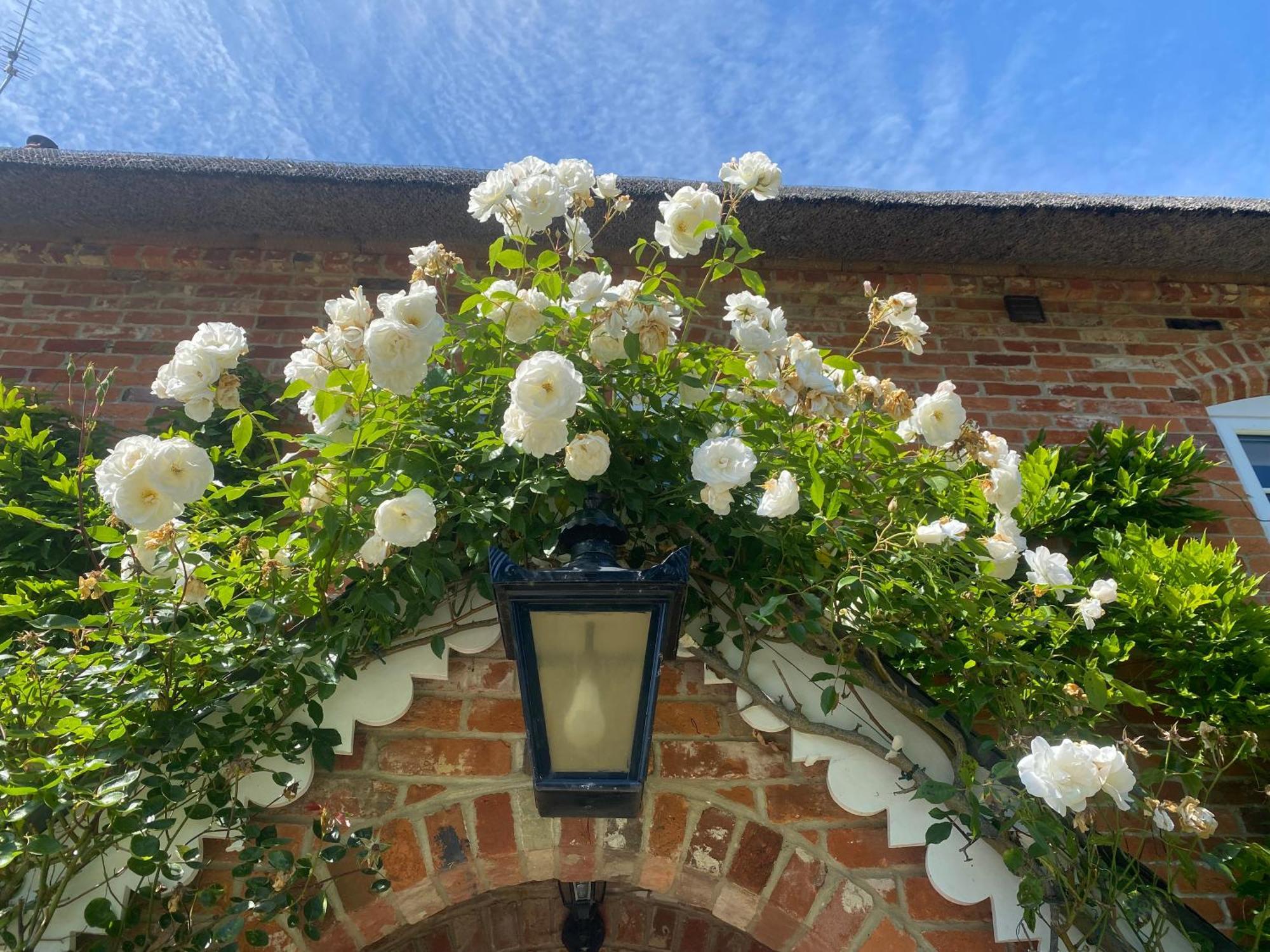 Little Woodside A Beautiful New Forest Self Contained Private Luxury Annexe ニュー・ミルトン エクステリア 写真