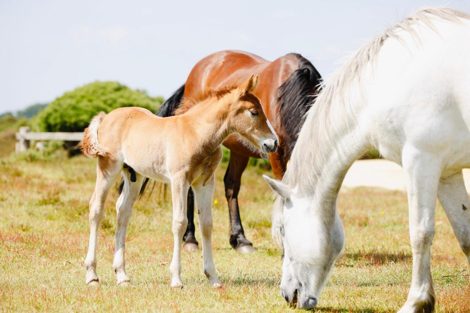 Little Woodside A Beautiful New Forest Self Contained Private Luxury Annexe ニュー・ミルトン エクステリア 写真