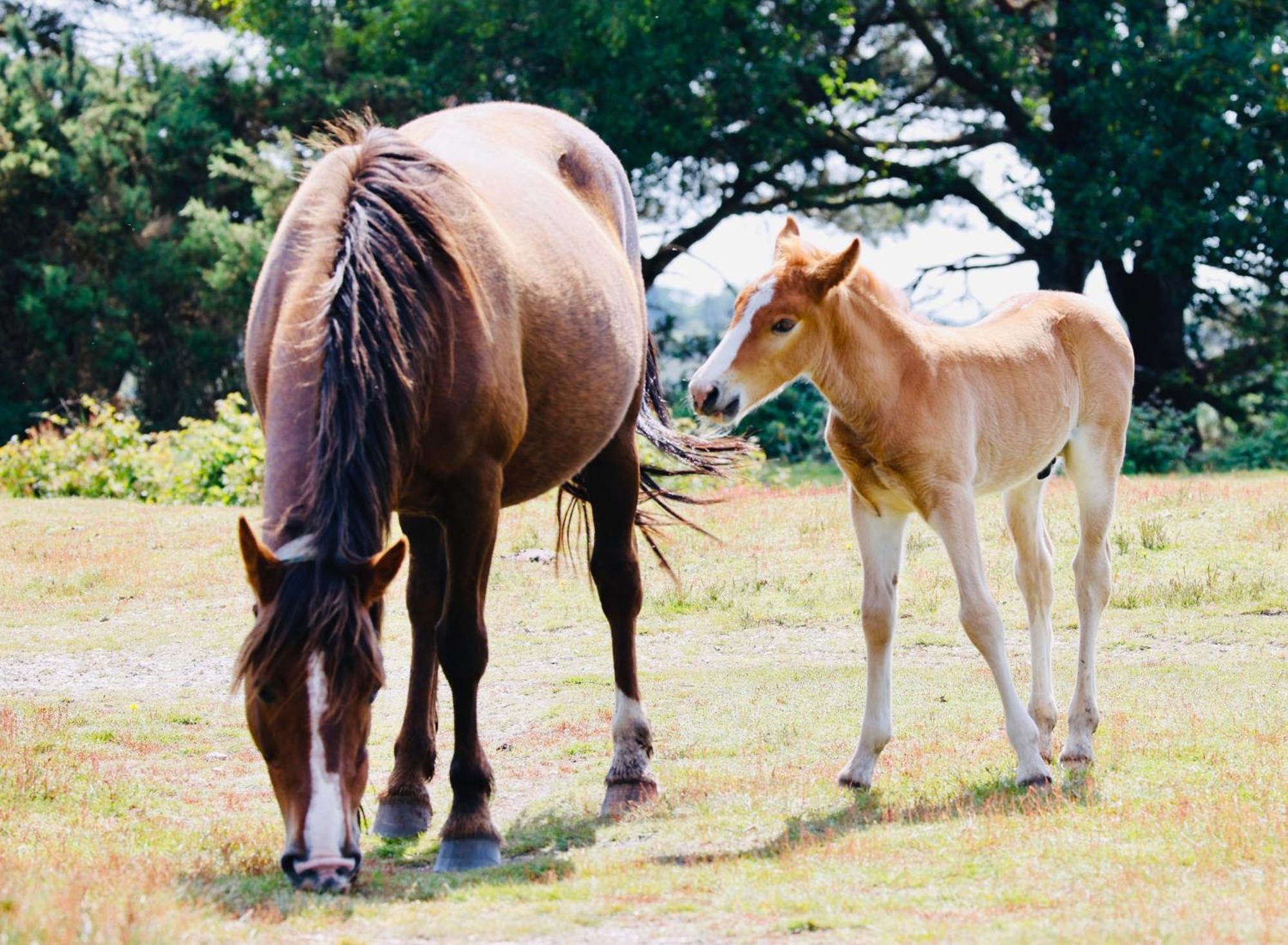 Little Woodside A Beautiful New Forest Self Contained Private Luxury Annexe ニュー・ミルトン エクステリア 写真